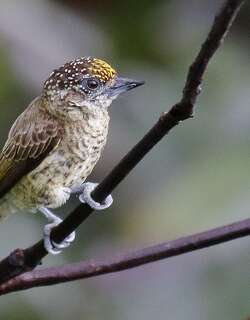 金额姬啄木鸟 / Bar-breasted Piculet / Picumnus aurifrons