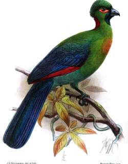 红胸蕉鹃 / Rwenzori Turaco / Ruwenzorornis johnstoni