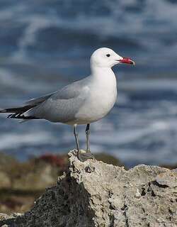 地中海鸥 / Audouin’s Gull / Ichthyaetus audouinii
