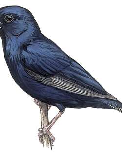 喀麦隆维达雀 / Cameroon Indigobird / Vidua camerunensis