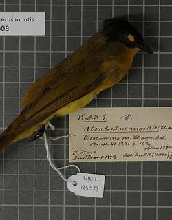 婆罗洲鹎 / Bornean Bulbul / Rubigula montis