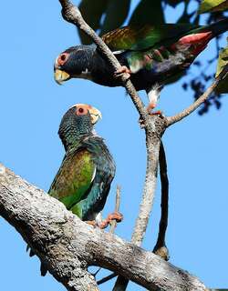 白冠鹦哥 / White-crowned Parrot / Pionus senilis