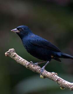 红冠黑唐纳雀 / Ruby-crowned Tanager / Tachyphonus coronatus