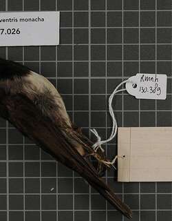 阿鲁啸鹟 / Black-headed Whistler / Pachycephala monacha