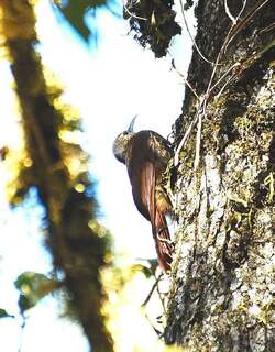 斑顶䴕雀 / Spot-crowned Woodcreeper / Lepidocolaptes affinis