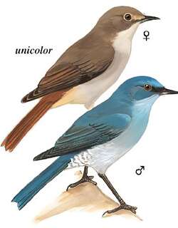 纯蓝仙鹟 / Pale Blue Flycatcher / Cyornis unicolor