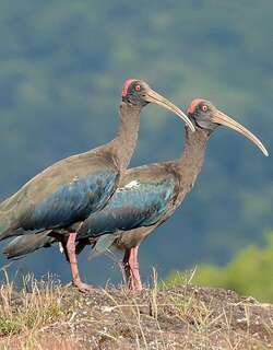 黑鹮 / Red-naped Ibis / Pseudibis papillosa