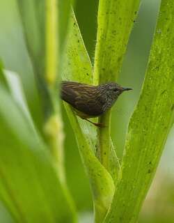 拟攀雀 / Tit Hylia / Pholidornis rushiae