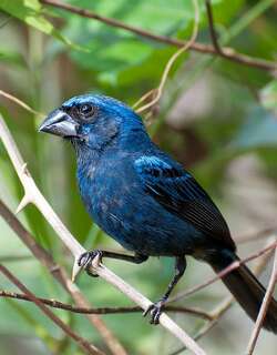 青彩鹀 / Ultramarine Grosbeak / Cyanoloxia brissonii
