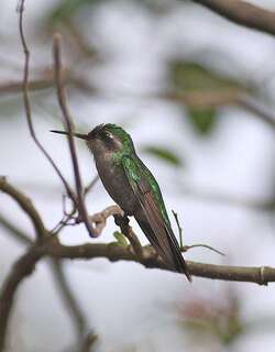 科苏梅尔翠蜂鸟 / Cozumel Emerald / Cynanthus forficatus