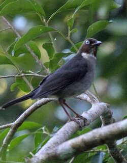 白眼鸫 / White-eyed Thrush / Turdus jamaicensis