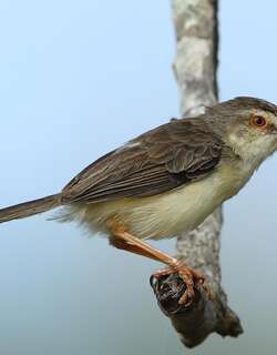 丛林山鹪莺 / Jungle Prinia / Prinia sylvatica