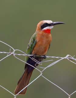 白额蜂虎 / White-fronted Bee-eater / Merops bullockoides
