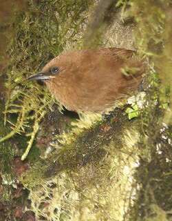 棕鹪鹩 / Rufous Wren / Cinnycerthia unirufa