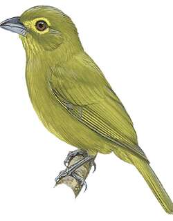 黄眉绿唐纳雀 / Lemon-spectacled Tanager / Chlorothraupis olivacea