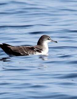 加岛鹱 / Galapagos Shearwater / Puffinus subalaris