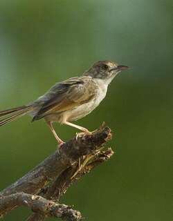 颤鸣扇尾莺 / Churring Cisticola / Cisticola njombe