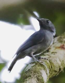 灰喉蚁鵙 / Dusky-throated Antshrike / Thamnomanes ardesiacus