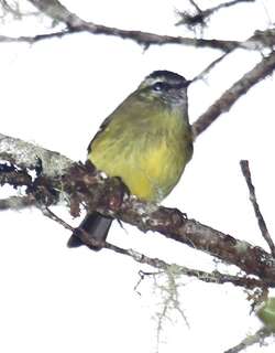 黑顶小霸鹟 / Black-capped Tyrannulet / Phyllomyias nigrocapillus