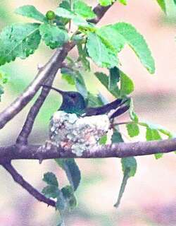 辉绿蜂鸟 / Shining-green Hummingbird / Chrysuronia goudoti
