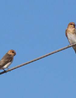 棕头燕 / Tawny-headed Swallow / Alopochelidon fucata