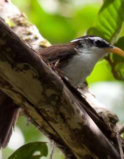 斯里兰卡钩嘴鹛 / Sri Lanka Scimitar Babbler / Pomatorhinus melanurus