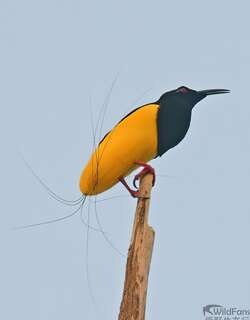 十二线极乐鸟 / Twelve-wired Bird-of-paradise / Seleucidis melanoleucus