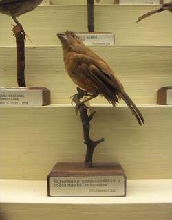 大嘴籽雀 / Large-billed Seed Finch / Sporophila crassirostris