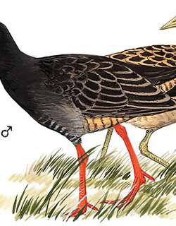 董鸡 / Watercock / Gallicrex cinerea