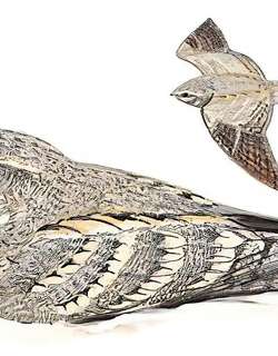 埃及夜鹰 / Egyptian Nightjar / Caprimulgus aegyptius
