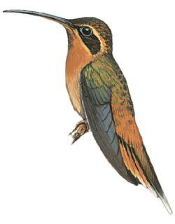 红喉隐蜂鸟 / Cinnamon-throated Hermit / Phaethornis nattereri