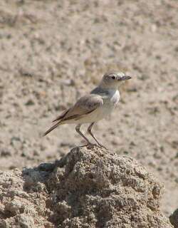 格氏漠百灵 / Gray’s Lark / Ammomanopsis grayi