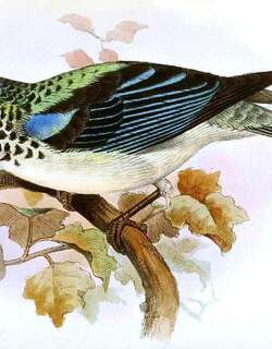 蓝腰唐加拉雀 / Azure-rumped Tanager / Poecilostreptus cabanisi