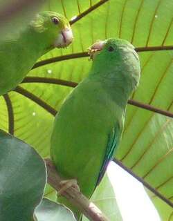 绿腰鹦哥 / Green-rumped Parrotlet / Forpus passerinus