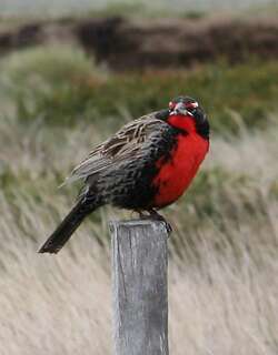 长尾草地鹨 / Long-tailed Meadowlark / Leistes loyca