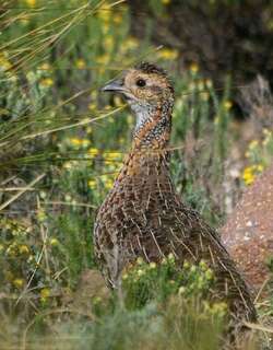 灰翅鹧鸪 / Grey-winged Francolin / Scleroptila afra