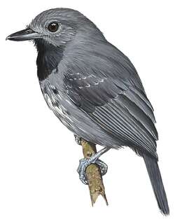 暗色蚁鵙 / Saturnine Antshrike / Thamnomanes saturninus