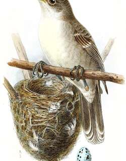 玻利苇莺 / Bokikokiko / Acrocephalus aequinoctialis