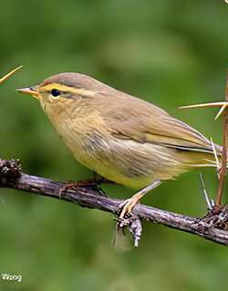 华西柳莺 / Alpine Leaf Warbler / Phylloscopus occisinensis