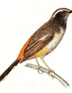 白眉鹊鸲 / White-browed Shama / Copsychus luzoniensis