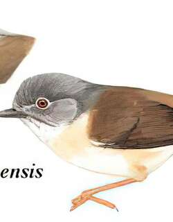 灰眶雀鹛 / David’s Fulvetta / Alcippe davidi