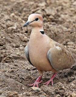 酒红斑鸠 / Vinaceous Dove / Streptopelia vinacea