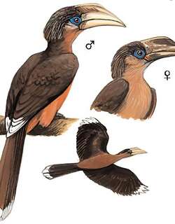白喉犀鸟 / Austen’s Brown Hornbill / Anorrhinus austeni