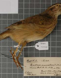 南非石鹨 / African Rock Pipit / Anthus crenatus