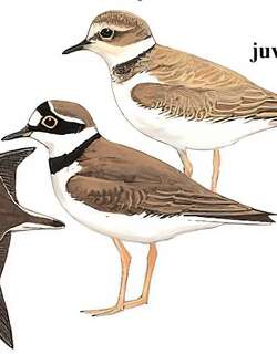 金眶鸻 / Little Ringed Plover / Charadrius dubius