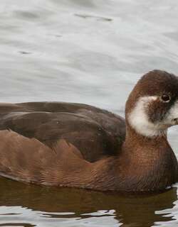 灰嘴潜鸭 / Southern Pochard / Netta erythrophthalma