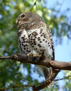斑鸺鹠 / African Barred Owlet / Glaucidium capense