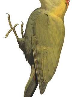 马来竹啄木鸟 / Bamboo Woodpecker / Gecinulus viridis