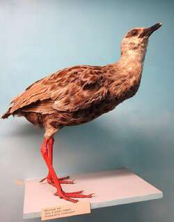 噪大秧鸡 / Nkulengu Rail / Himantornis haematopus