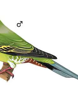 针尾绿鸠 / Pin-tailed Green Pigeon / Treron apicauda